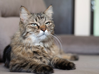 cat with green eyes