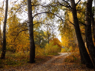 Obraz premium autumn in the park