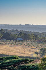 Naklejka premium Christmass Hills Olive Grove vert
