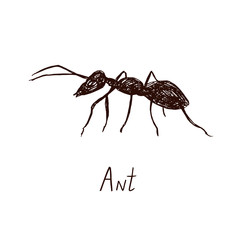 Ant drawing, vintage engraved illustration style, hand drawn doodle, sketch, vector with inscription