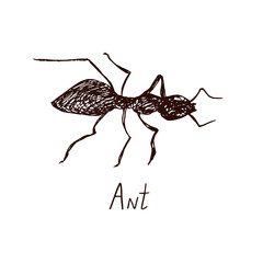 Ant drawing, vintage engraved illustration style, hand drawn doodle, sketch, vector with inscription