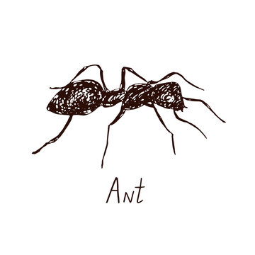 Ant drawing, vintage engraved illustration style, hand drawn doodle, sketch, vector with inscription