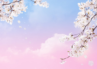 Cherry blossom petal background.