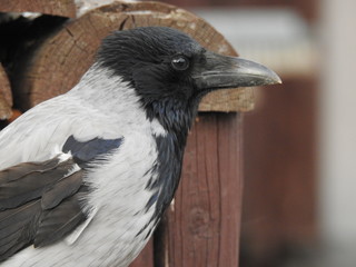 Crow head and torso portrait