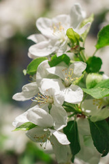 white flowers of apple tree