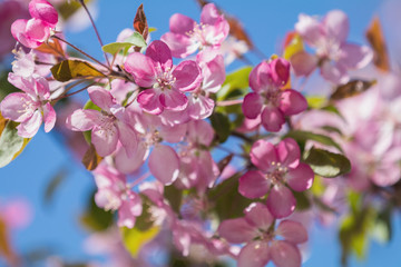 Obraz premium Spring background art with Pink Apple Tree Blossom