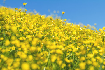 Yellow Ranunculus acris on the Spring Sunny Lawn. Beautiful Blue Sky Holiday background. Shallow depth of field