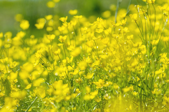 Yellow Ranunculus acris on the Spring Sunny Lawn