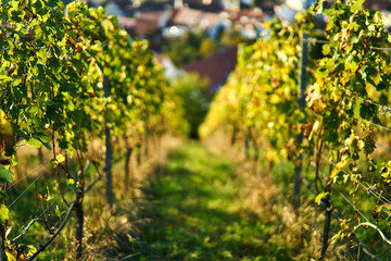 sunset vine leaves on vineyard. Detailed focus view of the leaf on calm warm tone autumn color