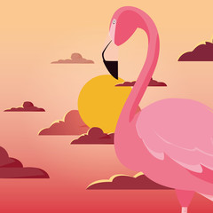 cute flamingo bird sunset backrgound