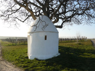 Weisser Trullo mit Baum in Flörsheim-Dalsheim / Rheinhessen