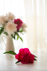 Pink peony flower on white table. Vertical