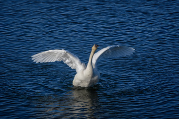 swan 