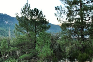 Fototapeta premium Mountain landscape with green vegetation in winter