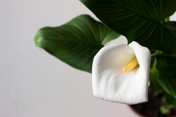 Calla on grey background - beautiful white flower, houseplant