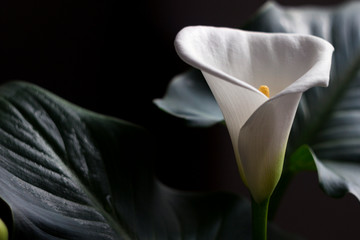 Calla - blossom beautiful white flower, houseplant, background. - obrazy, fototapety, plakaty