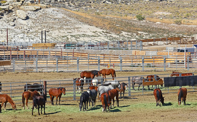Wild horses in Bureau of Land Management holding pens in Rock Springs, Wyoming.