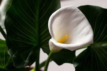 Calla - blossom beautiful white flower, houseplant, background.