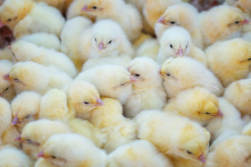 a lot of yellow Chicks, poultry farm