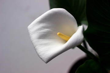 Calla on grey background - beautiful white flower, houseplant - obrazy, fototapety, plakaty