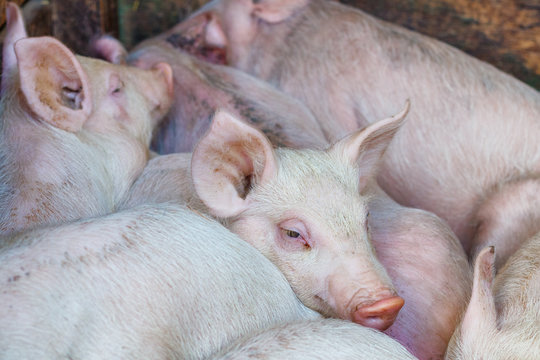 pink piglets on each other, pig farm