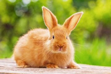 beautiful red rabbit on natural green background