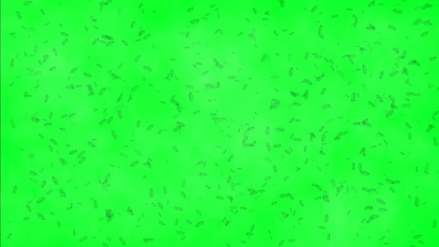 Microbs on green screen