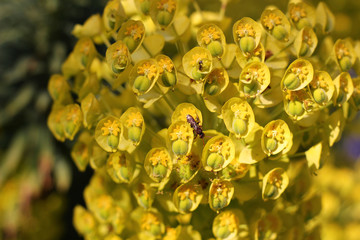 Albanian Spurge Blossom with Small Beetle