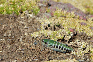 Cophopodisma pyrenaea