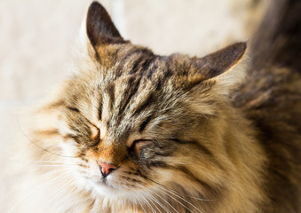 Cute pet of livestock with long hair, siberian purebred brown cat