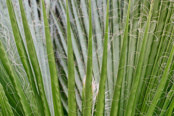 Fototapeta premium Green leaves of evergreen Yucca plant with curly fibers. Texture.