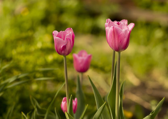 Bright pink tulips grow against the background of a green garden
