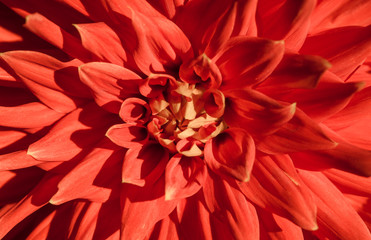 Red flower background