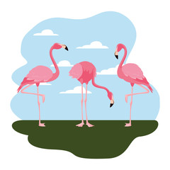 flamingos bird standing