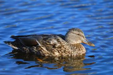 Fototapeta premium Mallard duck (female) swimming on water