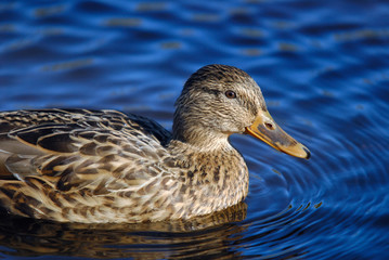 Mallard duck (female) swimming on water