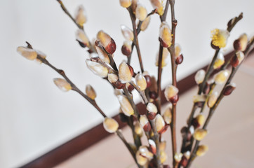 Willow catkins in the vase at kitchen. Copy space.
