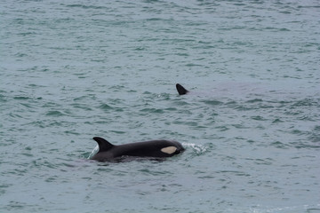 Fototapeta premium Orca hunting sea lions, Peninsula Valdes, Patagonia, Argentina
