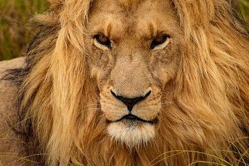 male lion portrait: magnificent, proud and self confident lion king