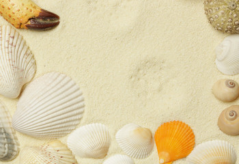 Seashells on the white beach sand with copy space
