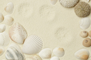 Seashells on the white beach sand with copy space