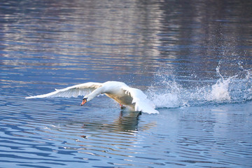Male swan takeoff from the lake