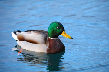 Male mallard duck on a lake