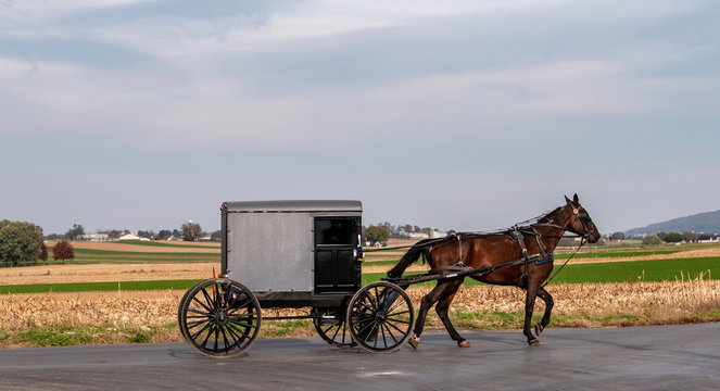 Amish Horse and Buggy 11