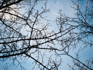 Frame in the form of the lumen of interwoven branches of trees against the blue sky with white clouds in winter
