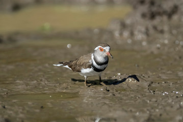  Three banded plover, Africa