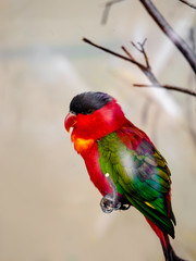 One beautiful wavy parrot sits on the branch of a cage. Vertical photo, One bright and beautiful Rosella parrot sitting on a branch closeup. 