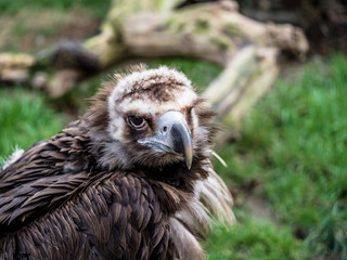 head of a vulture on a green background close-up, The head is turned to the right. The eagle looks into the distance.