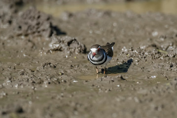  Three banded plover, Africa