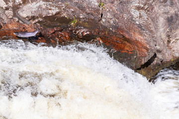 Leaping Atlantic salmon (salmo salar).
